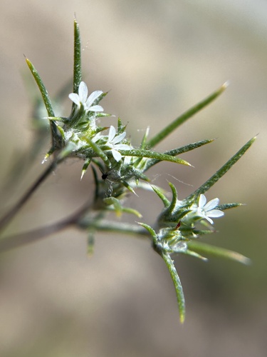 Hoover's woollystar (Eriastrum hooveri)