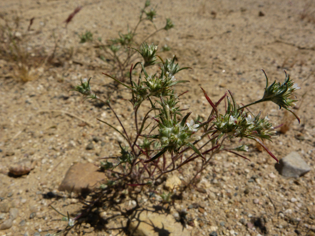 Hoover's woollystar (Eriastrum hooveri)