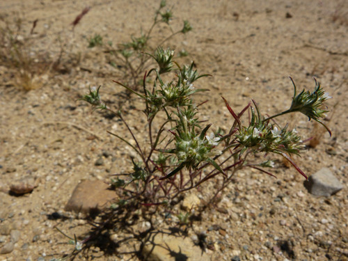 Hoover's woollystar (Eriastrum hooveri)