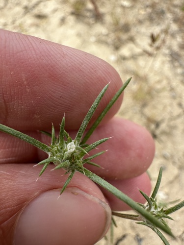 Hoover's woollystar (Eriastrum hooveri)