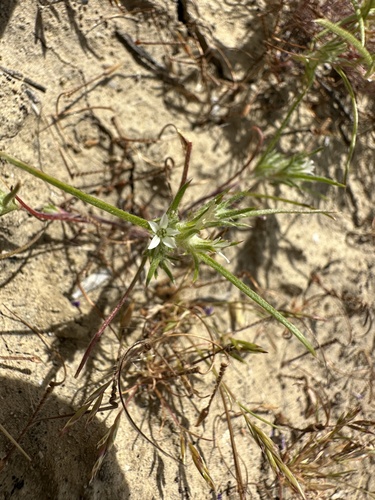 Hoover's woollystar (Eriastrum hooveri)