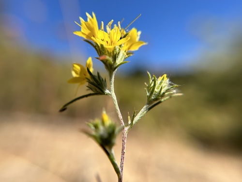 Yellow woollystar (Eriastrum luteum)