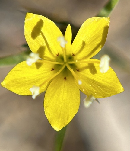 Yellow woollystar (Eriastrum luteum)