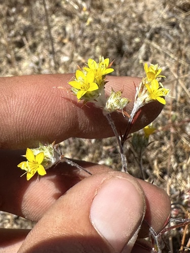 Yellow woollystar (Eriastrum luteum)