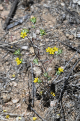 Yellow woollystar (Eriastrum luteum)