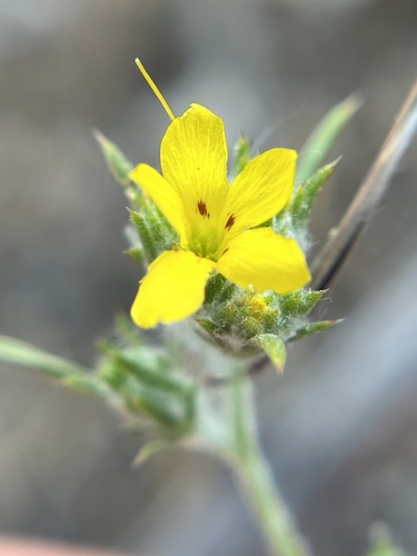 Yellow woollystar (Eriastrum luteum)