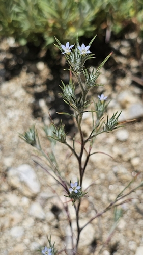 Brandegee's woollystar (Eriastrum tracyi)
