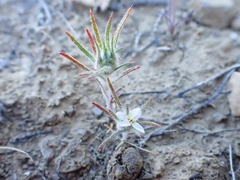 Brandegee's woollystar (Eriastrum tracyi)