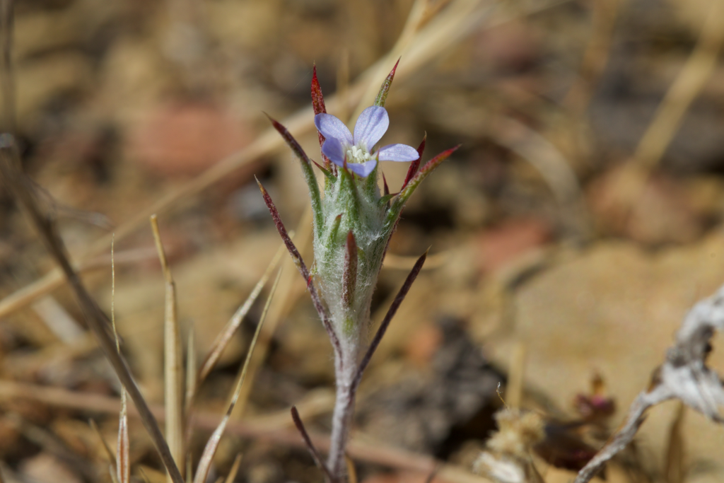 Brandegee's woollystar (Eriastrum tracyi)