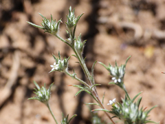 Brandegee's woollystar (Eriastrum tracyi)