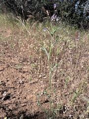 Brandegee's woollystar (Eriastrum tracyi)