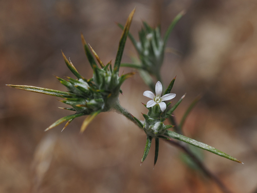 Brandegee's woollystar (Eriastrum tracyi)