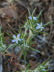 Brandegee's woollystar (Eriastrum tracyi)