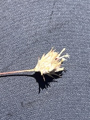Brandegee's woollystar (Eriastrum tracyi)