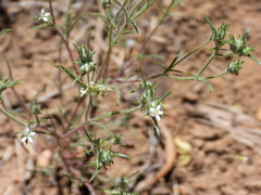 Brandegee's woollystar (Eriastrum tracyi)