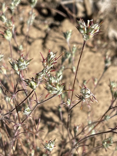 Brandegee's woollystar (Eriastrum tracyi)