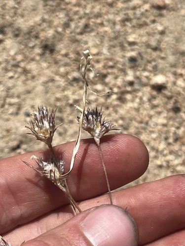 Brandegee's woollystar (Eriastrum tracyi)