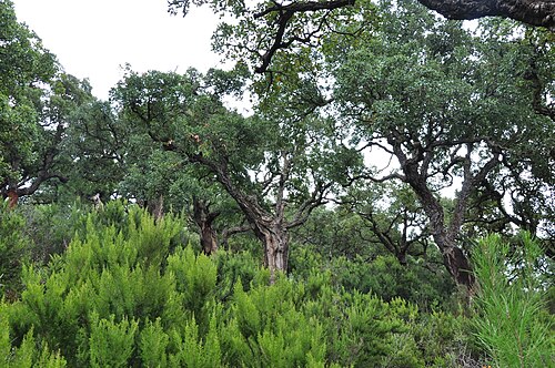 Briar root: Calamocarro-Benzú: Alcornoques y matorral de brezos blancos, Ceuta.