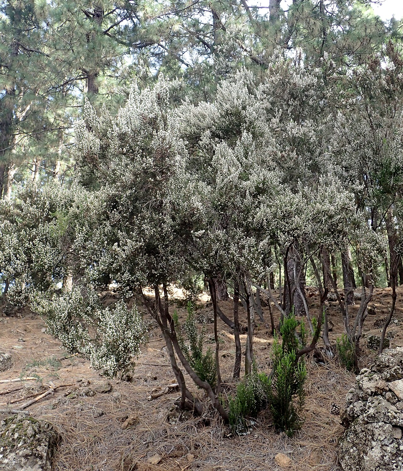 Briar root: Erica arborea in Acevino