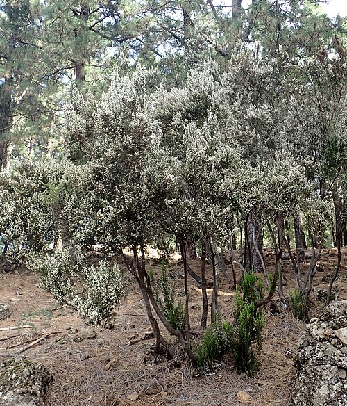 Briar root