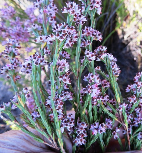 Erica articularis (Erica articularis)