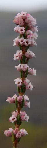 Erica articularis (Erica articularis)