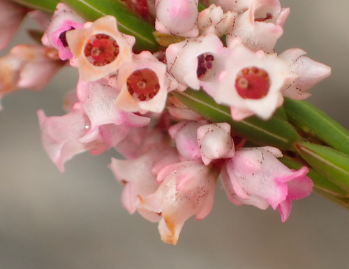 Erica articularis (Erica articularis)