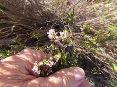 Erica articularis (Erica articularis)