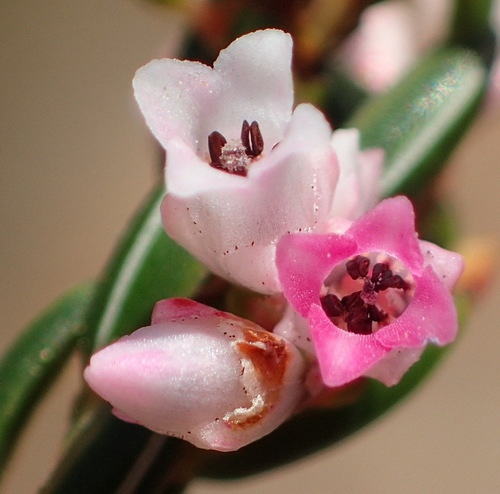 Erica articularis (Erica articularis)