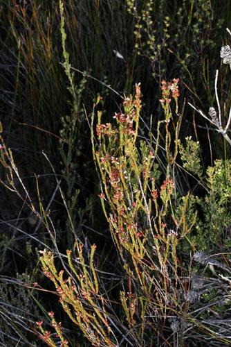Erica articularis (Erica articularis)