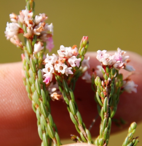 Erica articularis (Erica articularis)