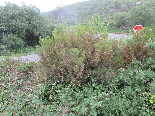 Erica australis: Spanish heath