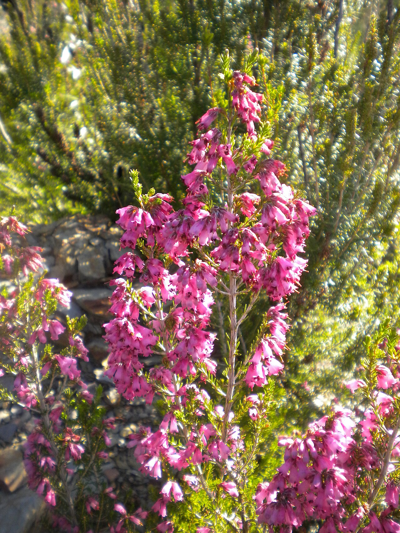 Erica australis: Erica australis .