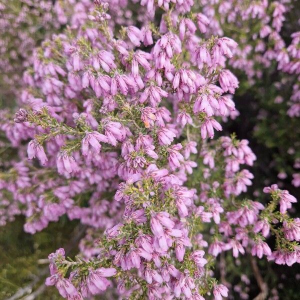 Erica australis (Erica australis)