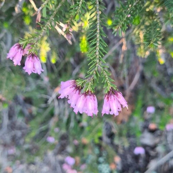Erica australis (Erica australis)