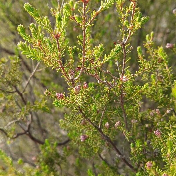 Erica australis (Erica australis)