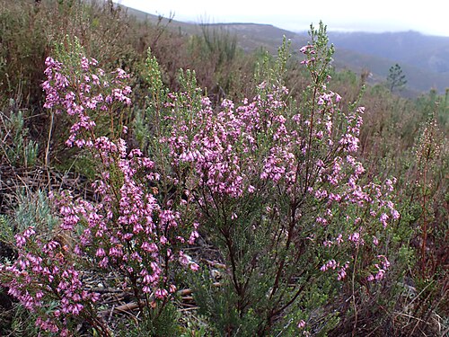 Erica australis: Erica australis in Castanheira da Sierra in Arganil vicinity in Portugal
