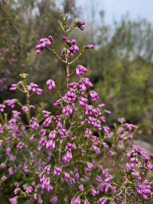 Erica australis: Brezo colorado, Erica australis , Navalguijo, Ávila, España
