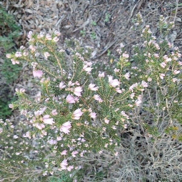 Erica australis (Erica australis)