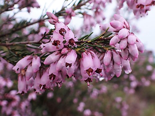 Erica australis: Erica australis in Castanheira da Sierra in Arganil vicinity in Portugal