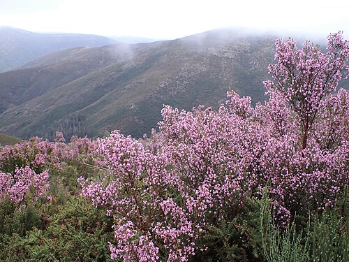 Erica australis: Erica australis in Fajao in Portugal