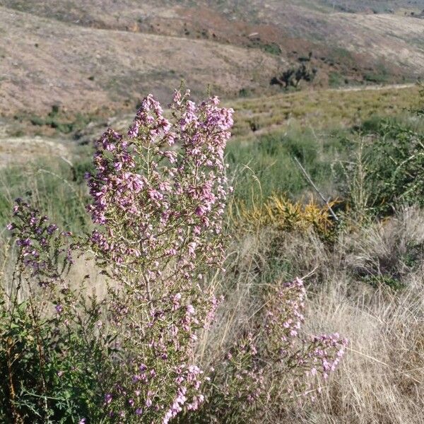 Erica australis (Erica australis)