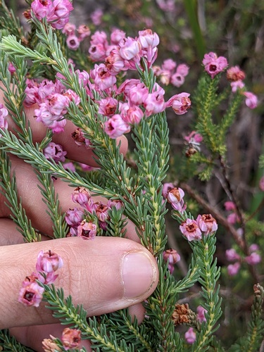 Berry heath (Erica baccans)