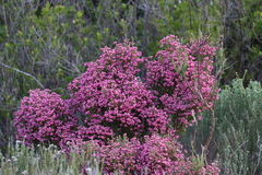 Berry heath (Erica baccans)