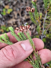 Berry heath (Erica baccans)