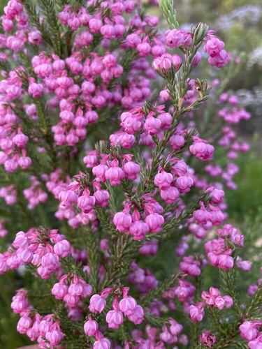 Berry heath (Erica baccans)