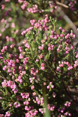 Berry heath (Erica baccans)