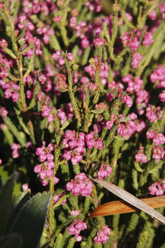 Berry heath (Erica baccans)