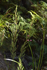 Berry heath (Erica baccans)
