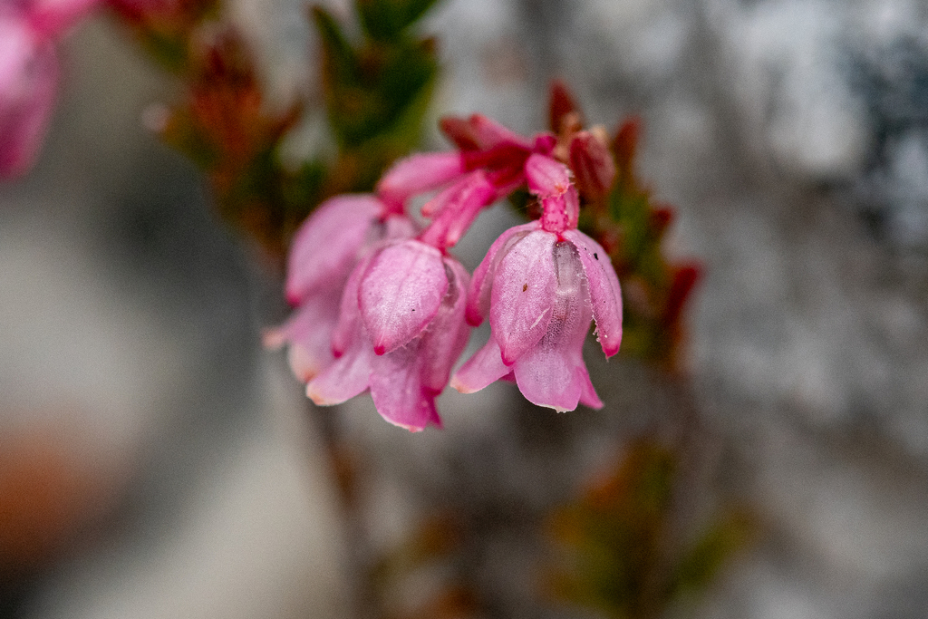 Erica brevifolia (Erica brevifolia)